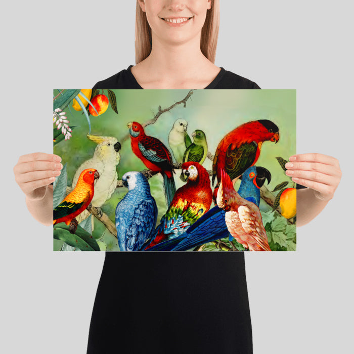 Parrots in the Wild Vintage Poster Collage Vintage Parrot Illustration