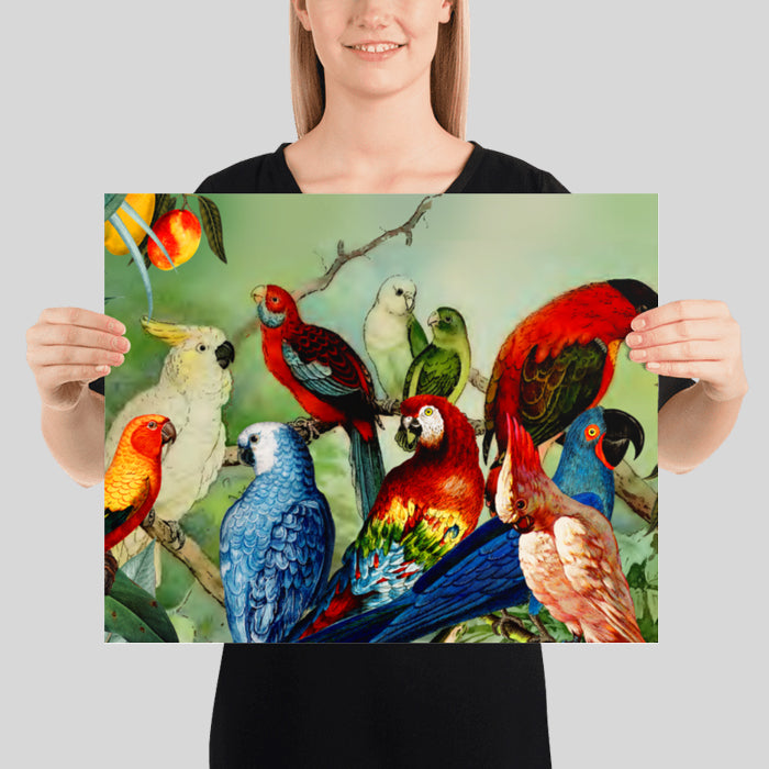 Parrots in the Wild Vintage Poster Collage Vintage Parrot Illustration