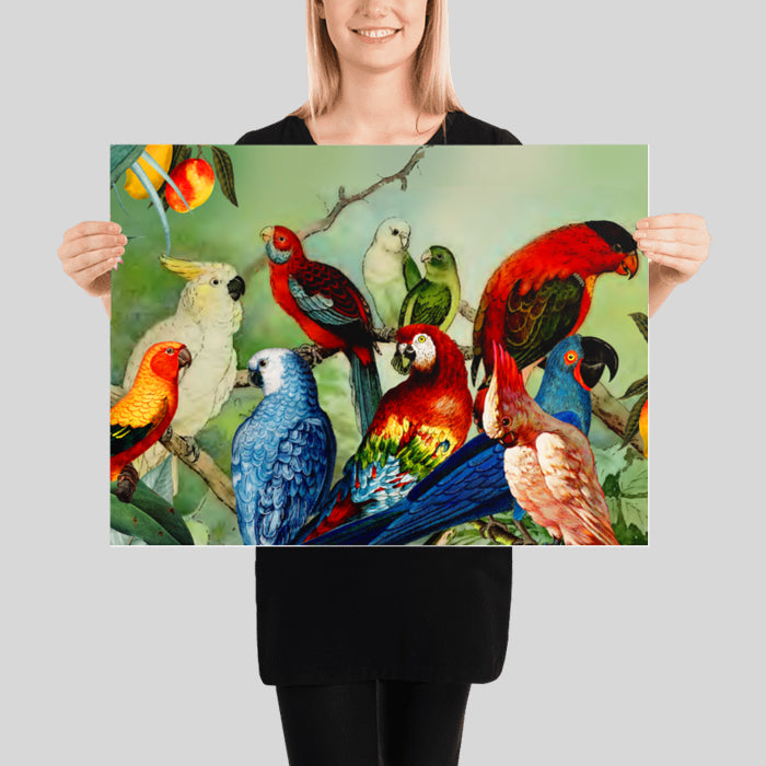 Parrots in the Wild Vintage Poster Collage Vintage Parrot Illustration