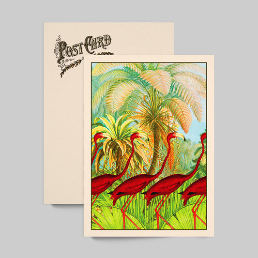 Flamingo Swagger Postcard includes Envelope Florida Travel Postcard Tropical