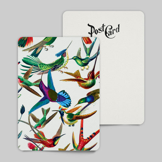 June Hummingbird Postcard Retro Travel Postcard