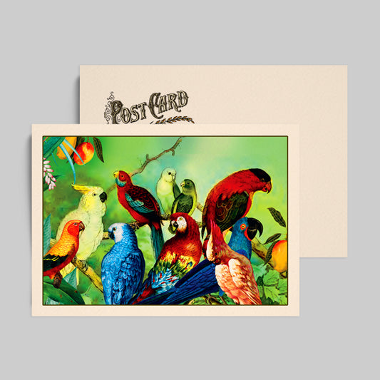Parrots in the Wild Postcard Retro Travel Postcards inspired by Florida vacations
