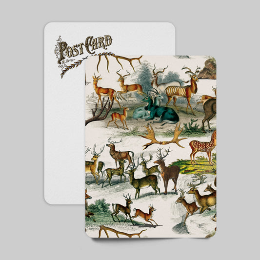 Guardians of the Forest Postcard Vintage Deer Illustration